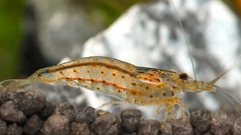 Esse peixe é naturalmente territorial e gosta de ter seu espaço exclusivo.