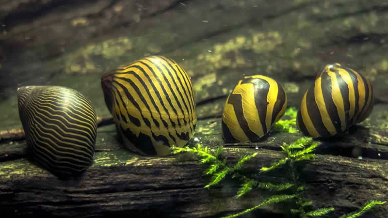 Muitos iniciantes escolhem o Betta justamente por sua independência.