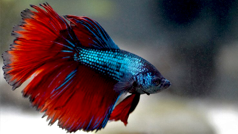 O Betta pode viver sozinho sem nenhum problema.