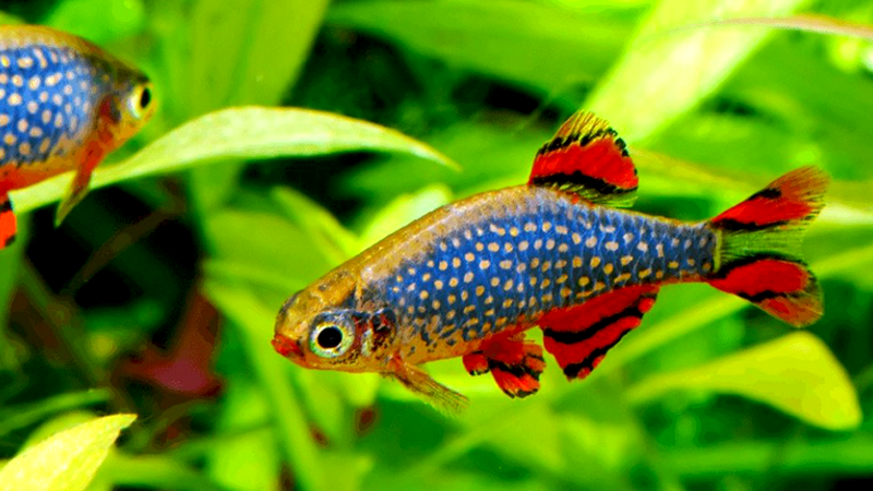 Um Betta solitário precisa de pelo menos 20 litros de aquário.