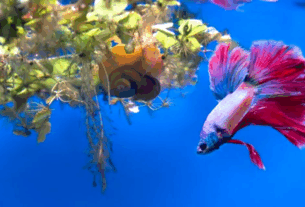 Em resumo, Bettas são peixes lindos, mas exigem atenção especial na escolha de companheiros.