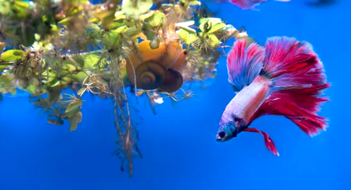 Em resumo, Bettas são peixes lindos, mas exigem atenção especial na escolha de companheiros.