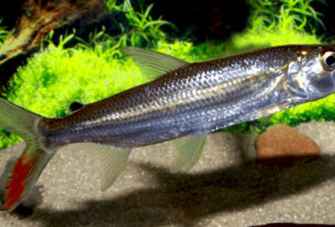 A pergunta que fica é: você teria coragem de criar um peixe desses?