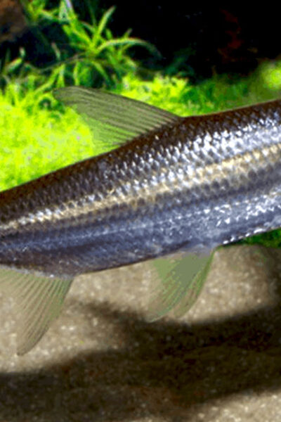 A pergunta que fica é: você teria coragem de criar um peixe desses?