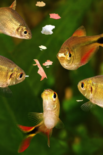 Frequência ideal de alimentação de peixes