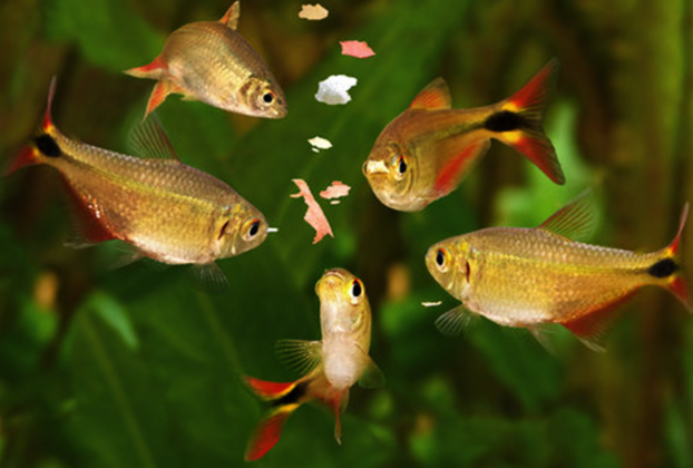 Frequência ideal de alimentação de peixes