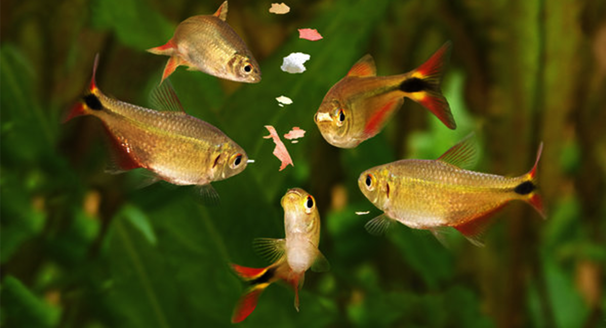 Frequência ideal de alimentação de peixes