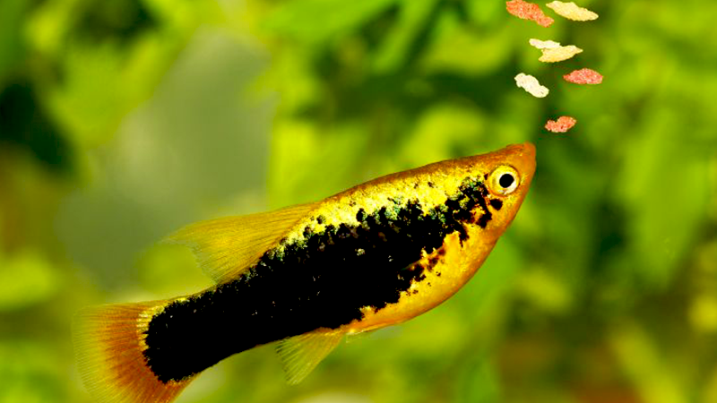 Variar a dieta contribui para uma nutrição mais completa e eficiente.