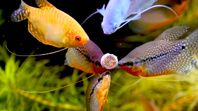 Cada espécie de peixe possui necessidades nutricionais específicas que devem ser respeitadas.