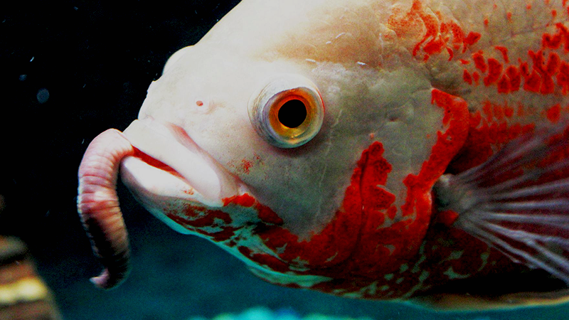 Respeitar a frequência e a quantidade correta evita estresse e doenças nos peixes.