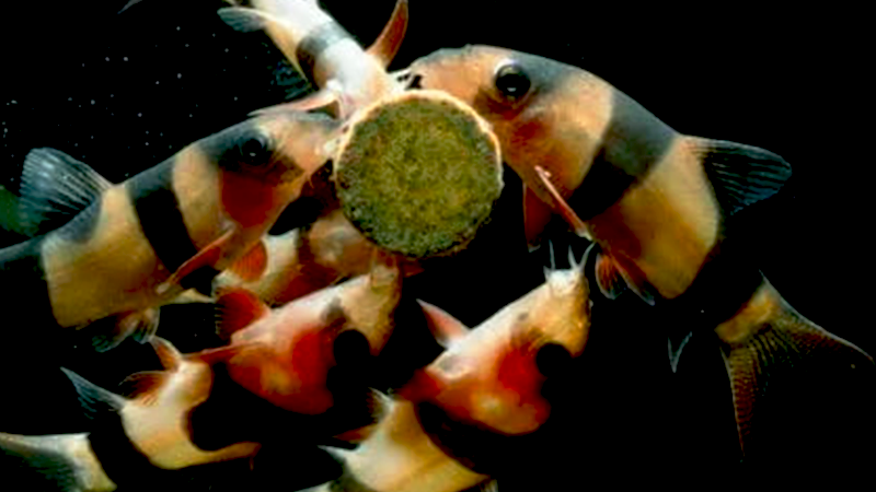 Peixes de superfície, meio e fundo exigem tipos de alimentos diferentes.