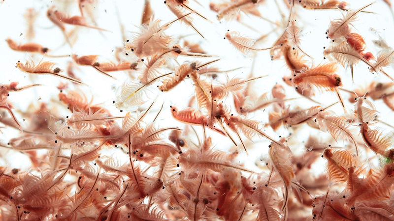 A observação diária ajuda a identificar problemas alimentares rapidamente.