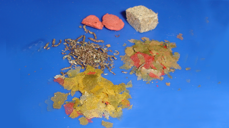 O excesso de alimento é um dos principais erros que comprometem a qualidade da água.