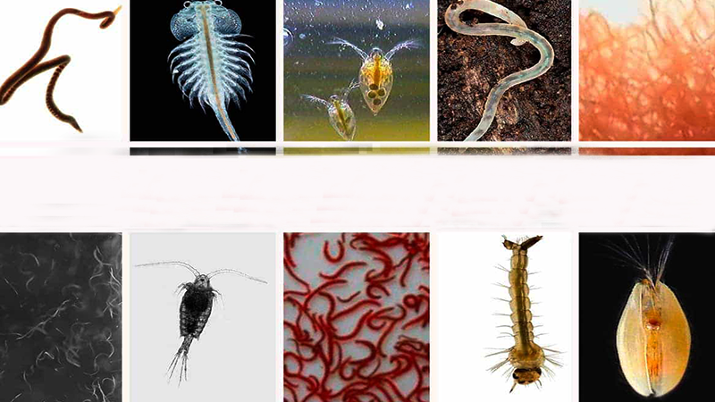 A ração seca deve servir como base da alimentação, mas não como única fonte nutricional.