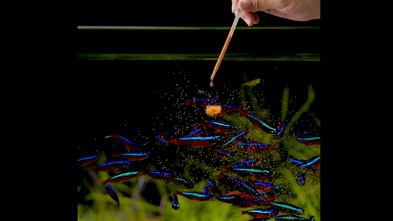 Escolher o alimento correto ajuda a manter o equilíbrio biológico do aquário.