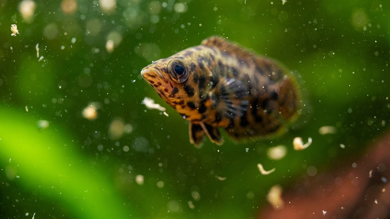 Uma dieta equilibrada influencia diretamente a coloração, o crescimento e o comportamento dos peixes ornamentais.