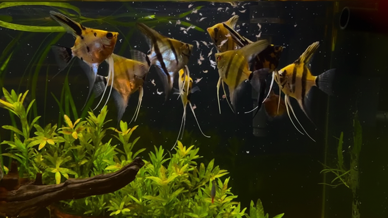 Alimentos vivos e congelados estimulam o comportamento natural de alimentação dos peixes.