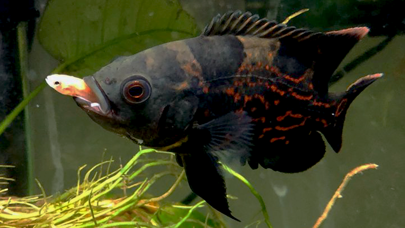 Aplicar corretamente a alimentação ideal para cada tipo de peixe ornamental torna o aquarismo mais saudável e gratificante. 