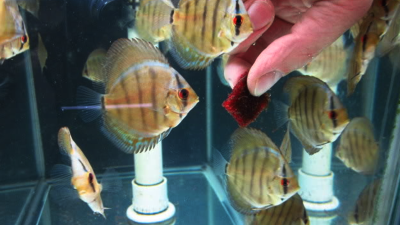 Uma alimentação bem planejada reduz significativamente o risco de doenças e desequilíbrios no aquário.