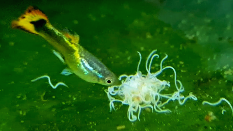 Ajustar a dieta conforme o tempo e a observação melhora o desenvolvimento e a vitalidade dos peixes ornamentais.