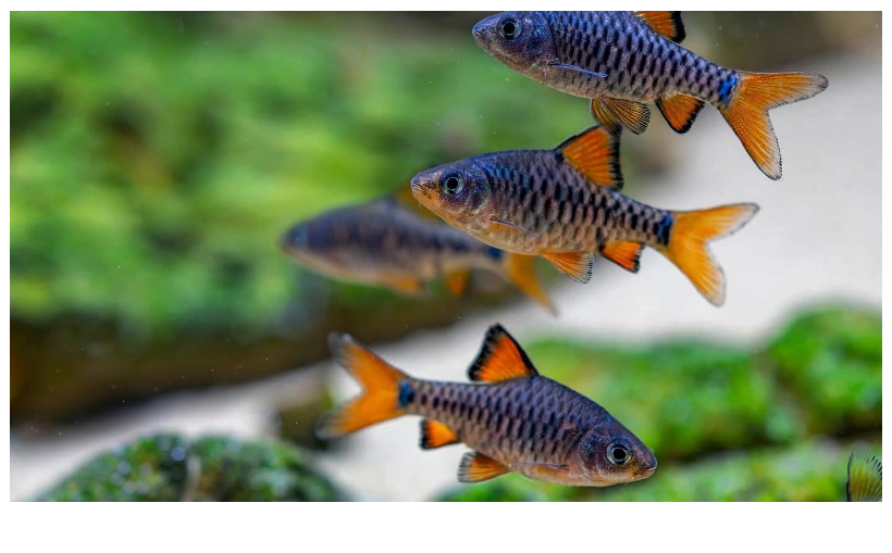 O Barbus oligolepis é um peixe ornamental que combina beleza, resistência e fácil adaptação ao aquário.