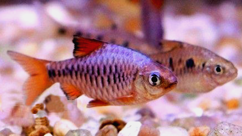 Mantenha o aquário com boa filtragem e oxigenação para garantir a saúde da espécie.