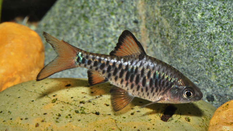 Controle o pH entre levemente ácido e neutro para favorecer o bem-estar do peixe.