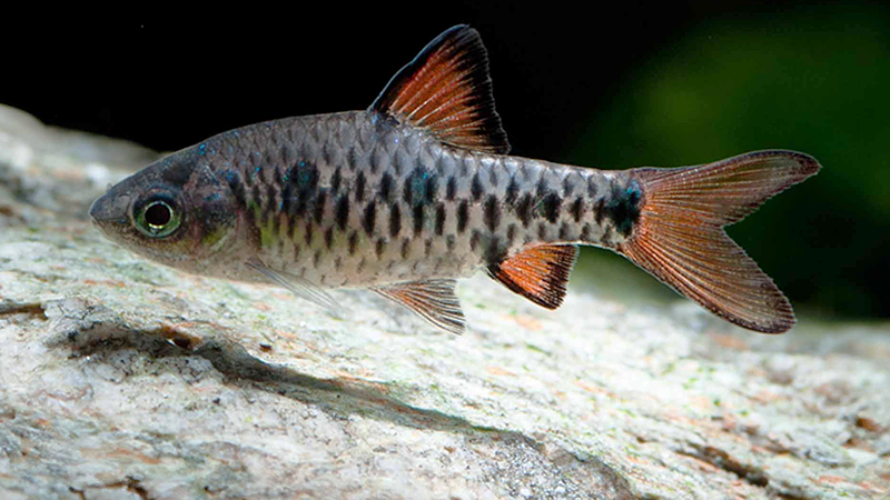Utilize plantas naturais e espaço livre para nado no aquário.