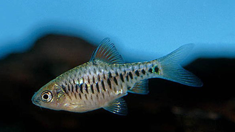 O peixe Barbus oligolepis se encaixa perfeitamente em conteúdos sobre aquários comunitários.