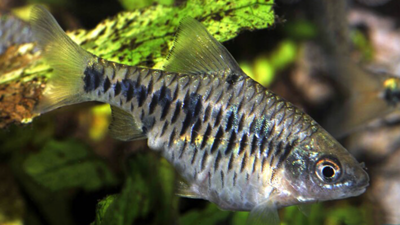 Observe o comportamento diariamente para identificar sinais de estresse ou enfermidades.