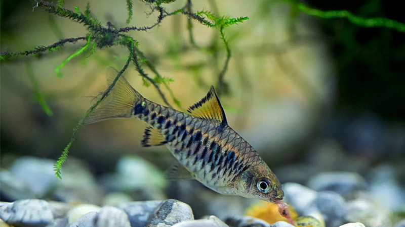 Ajuste a temperatura da água entre 22 °C e 26 °C para manter o metabolismo equilibrado.