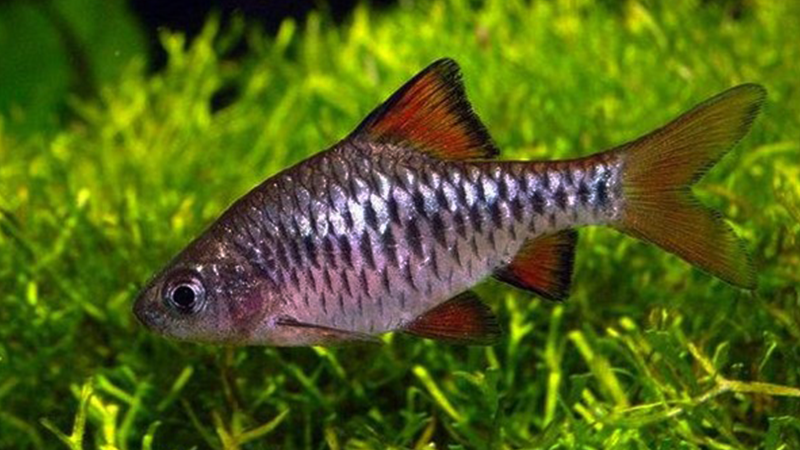 O Barbus oligolepis deve viver em cardume para reduzir o estresse e estimular o comportamento natural.