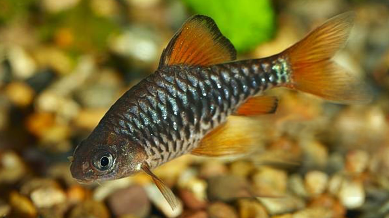 Evite superlotação para prevenir conflitos e doenças.