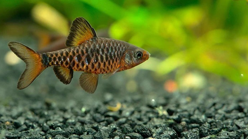 Ofereça uma alimentação variada, combinando ração de qualidade e alimentos vivos ou congelados.