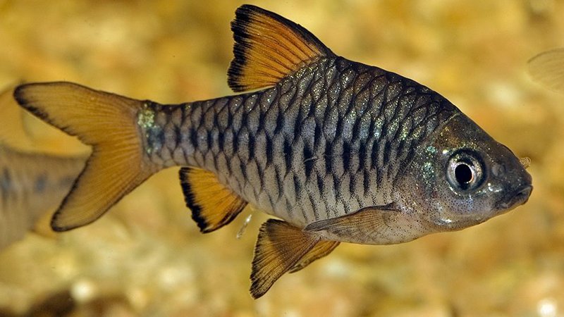 Realize trocas parciais de água semanais para evitar o acúmulo de toxinas.