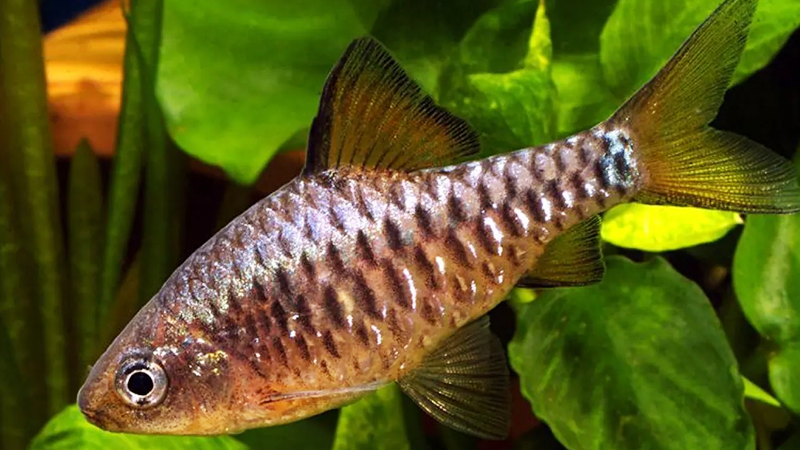 Faça a quarentena de novos peixes antes de adicioná-los ao aquário principal.