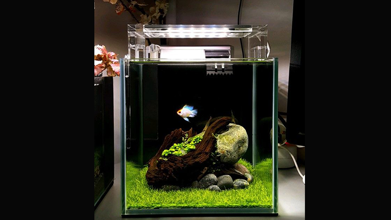 A escolha correta das espécies evita problemas de superlotação.