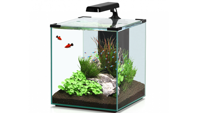 O controle da iluminação previne o surgimento excessivo de algas.