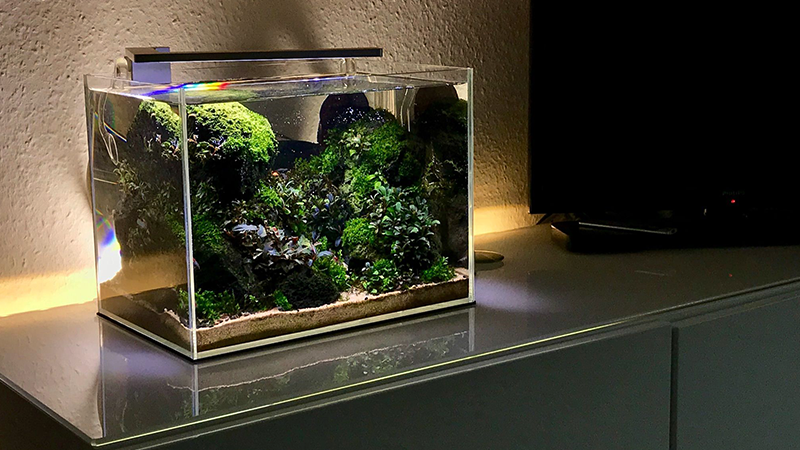 A manutenção regular preserva a saúde dos peixes e plantas.