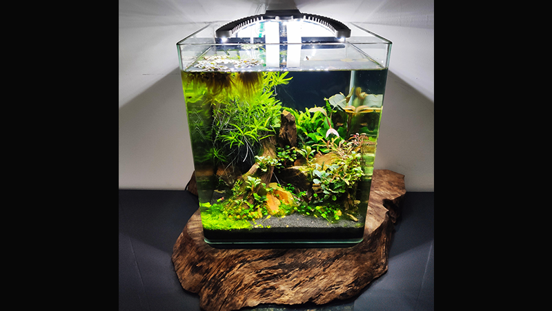O aquário nano exige planejamento cuidadoso desde a escolha do local até a introdução dos animais.