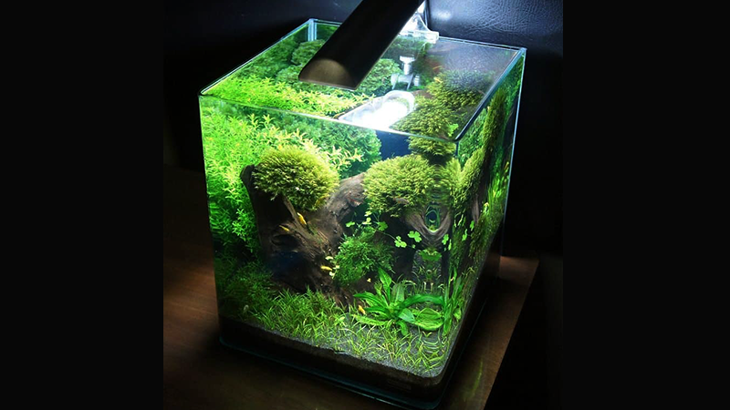 O custo inicial do aquário nano costuma ser mais acessível.