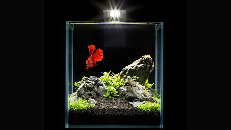 Testes frequentes ajudam a controlar pH, amônia e nitrito.