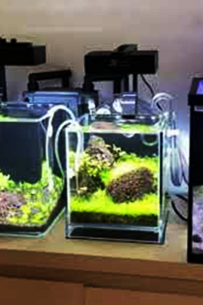 A disciplina na rotina de cuidados aumenta as chances de sucesso.