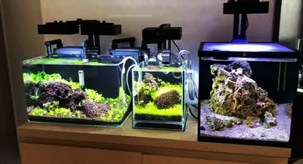 A disciplina na rotina de cuidados aumenta as chances de sucesso.