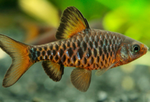 Um ambiente estável e bem cuidado prolonga a vida do Barbus oligolepis e melhora seu comportamento.