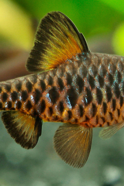 Um ambiente estável e bem cuidado prolonga a vida do Barbus oligolepis e melhora seu comportamento.