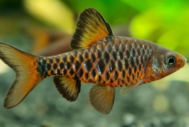 Um ambiente estável e bem cuidado prolonga a vida do Barbus oligolepis e melhora seu comportamento.