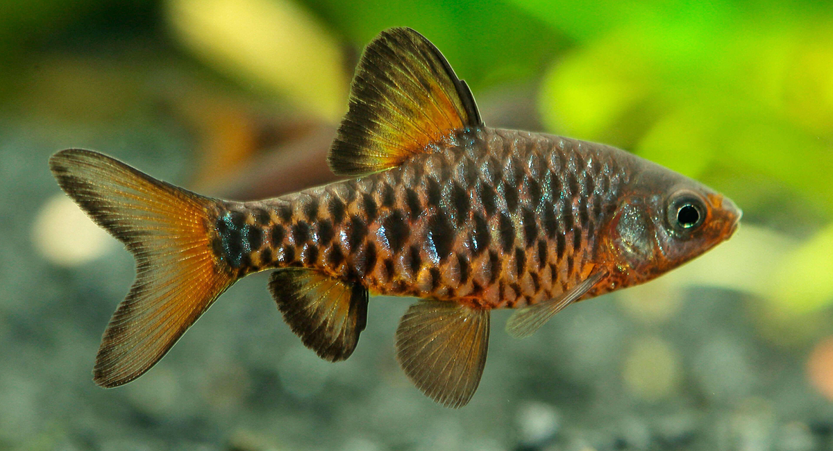 Um ambiente estável e bem cuidado prolonga a vida do Barbus oligolepis e melhora seu comportamento.