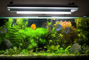 Planejamento e paciência aumentam as chances de sucesso no aquarismo.