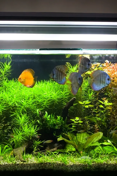 Planejamento e paciência aumentam as chances de sucesso no aquarismo.